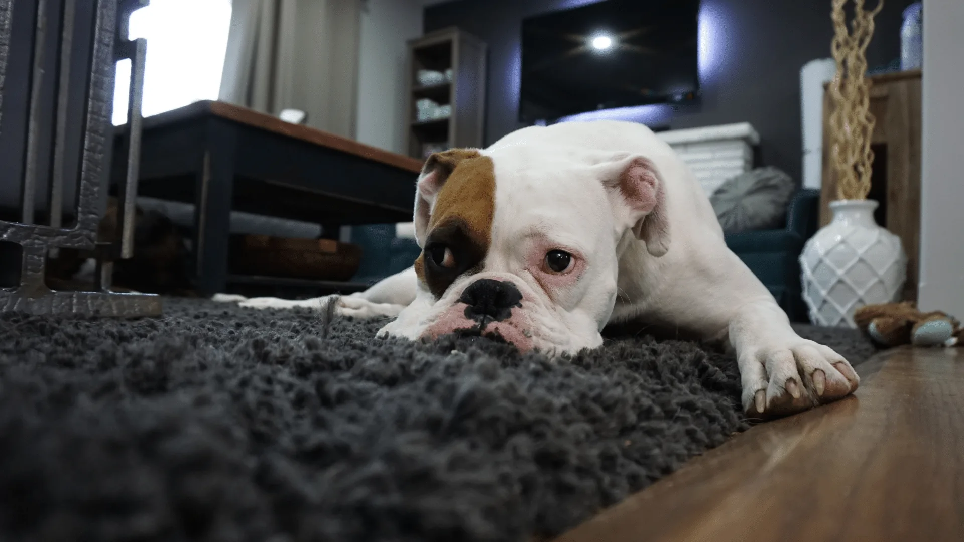 Pet stain and odor removal in Dallas